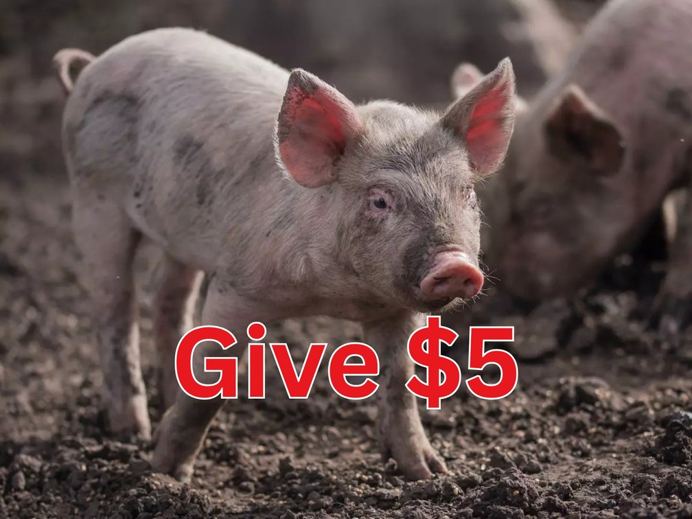Image for Make Brian Damewood Kiss-A-Pig!