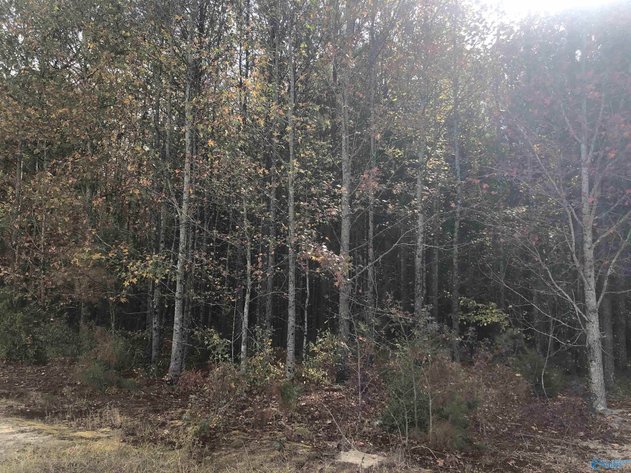 Image for 16 Acres County Road 239, Centre, AL 35960