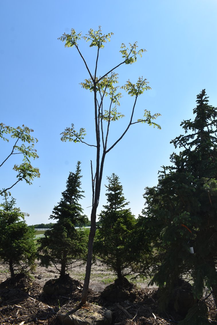 Black Hill & Colorado Spruce Trees, Coffee Tree, Linden American