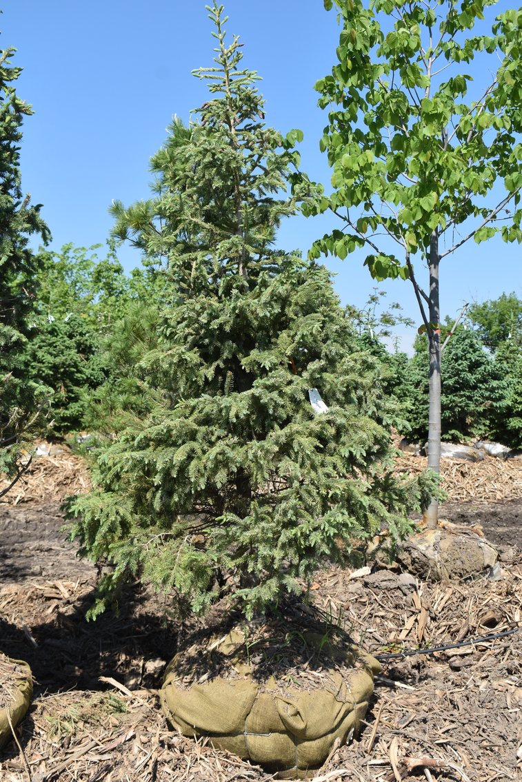 Black Hill & Colorado Spruce Trees, Coffee Tree, Linden American