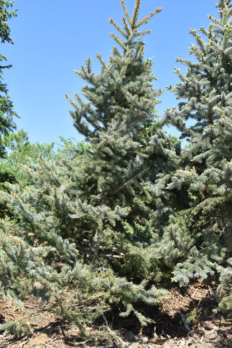 Black Hill & Colorado Spruce Trees, Coffee Tree, Linden American