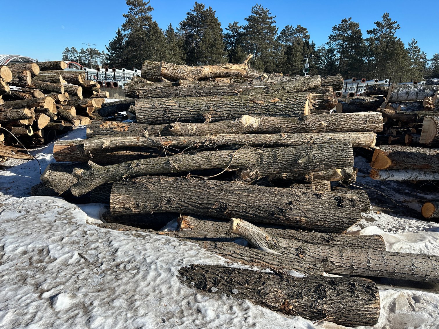 Fire Wood and Lumber Logs (156023)