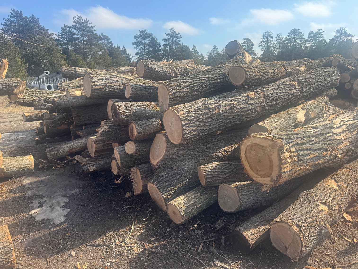 Fire Wood and Lumber Logs (158003)