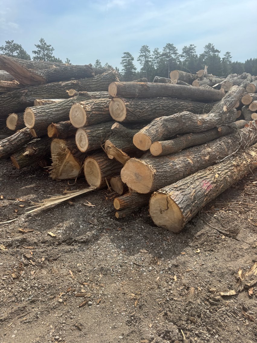 Fire Wood and Lumber Logs (159543)