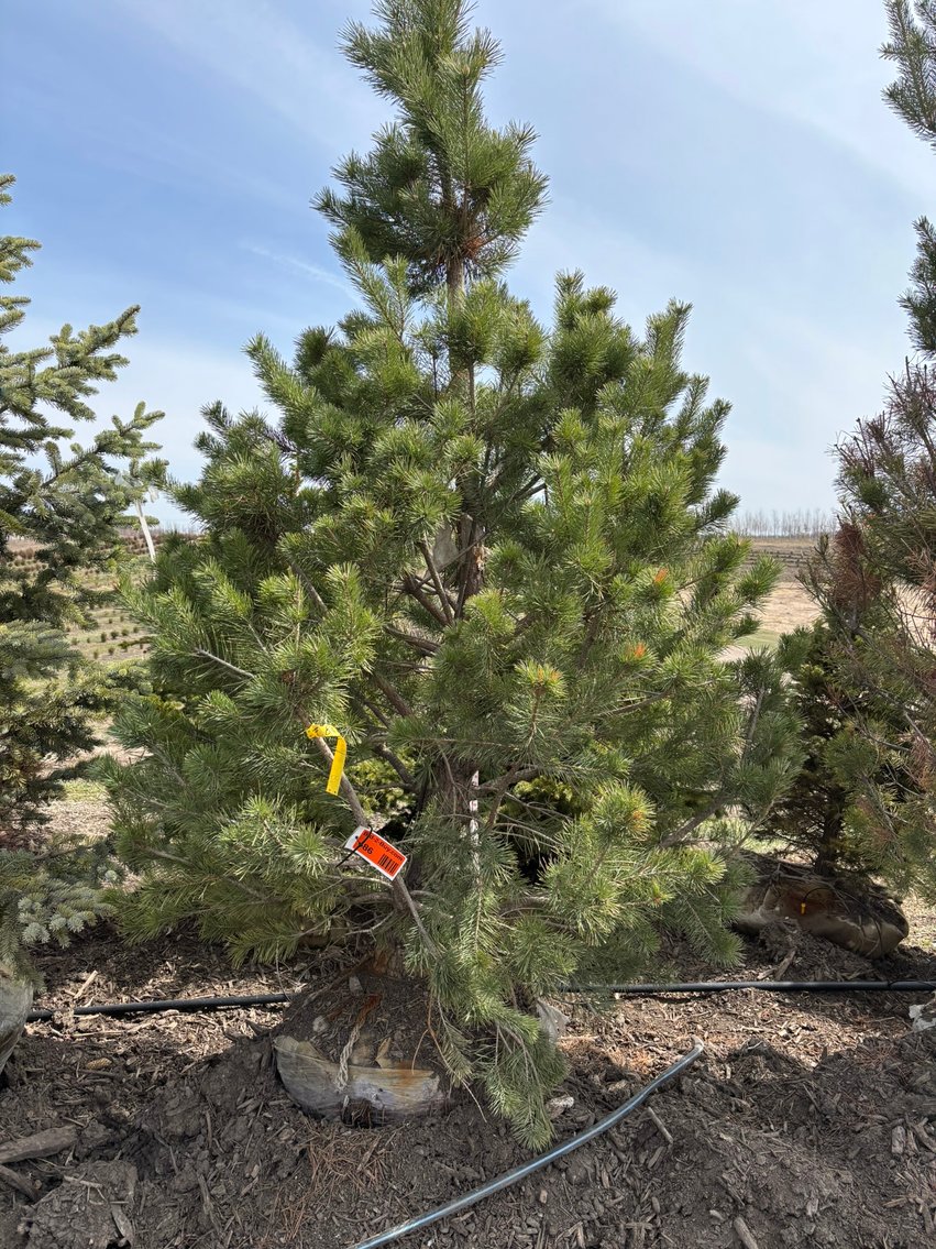 Spring Tree Auction: 180+ Trees (151588)
