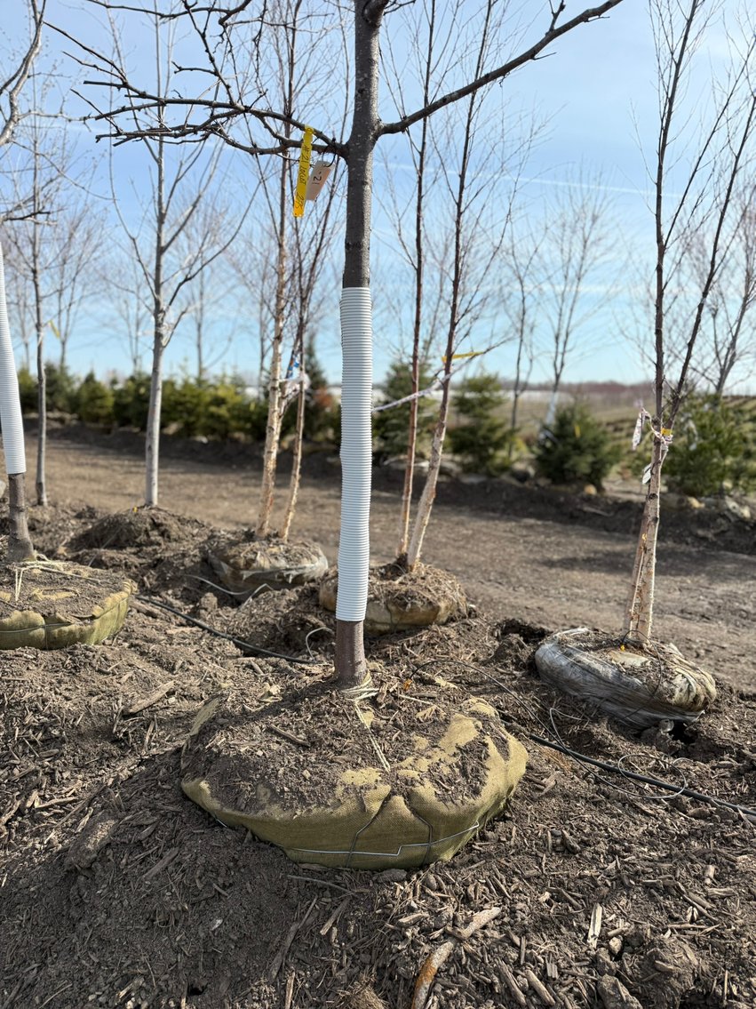 Spring Tree Auction: 180+ Trees (151588)