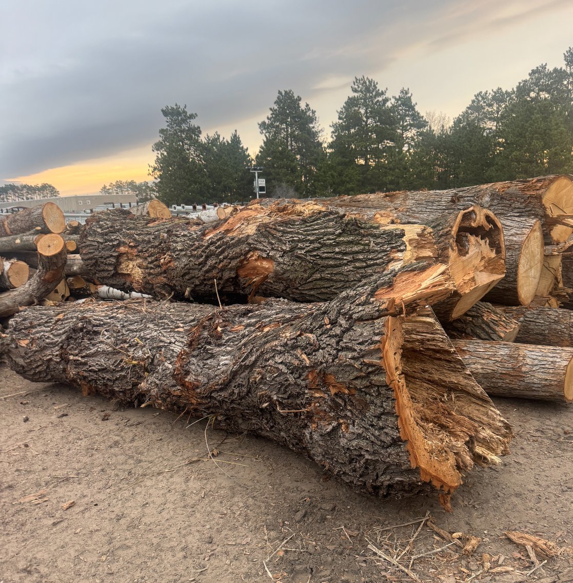 Fire Wood and Lumber Logs