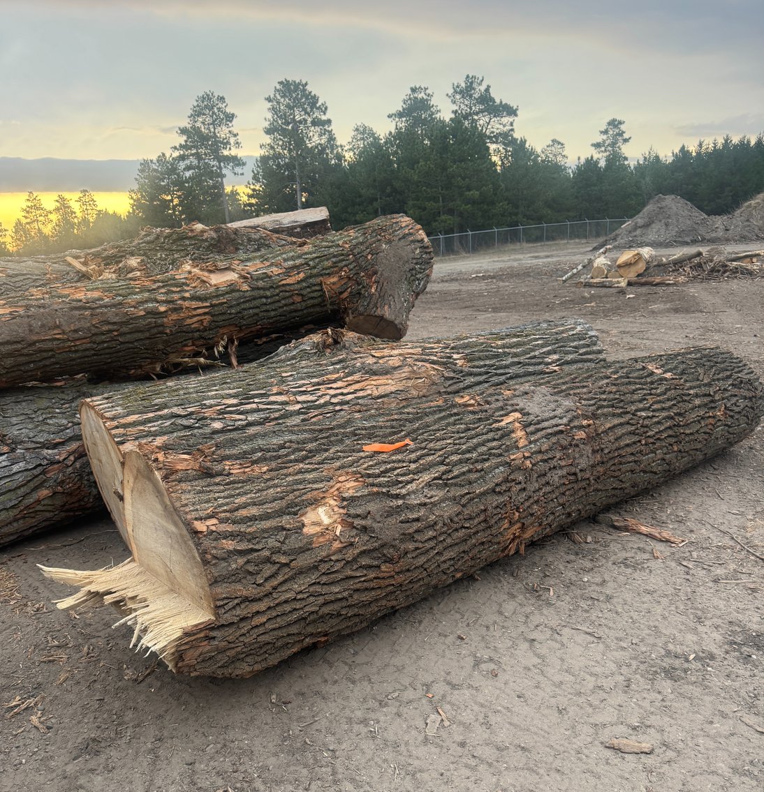 Fire Wood and Lumber Logs