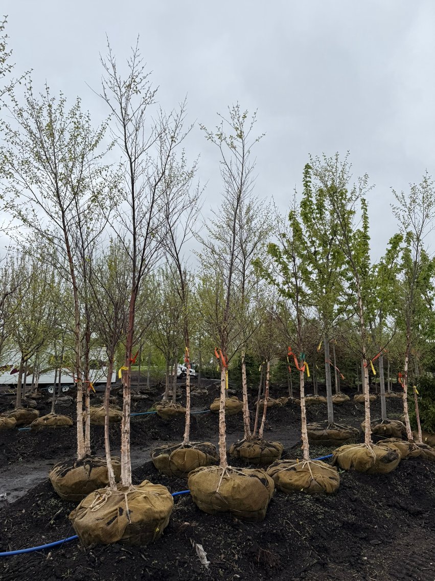 Spring Tree Auction With 2005 Fleetwood Travel Trailer