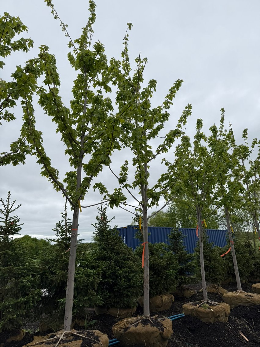 Spring Tree Auction With 2005 Fleetwood Travel Trailer