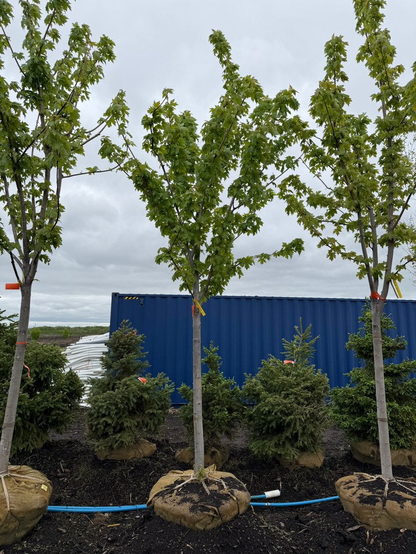 Spring Tree Auction With 2005 Fleetwood Travel Trailer