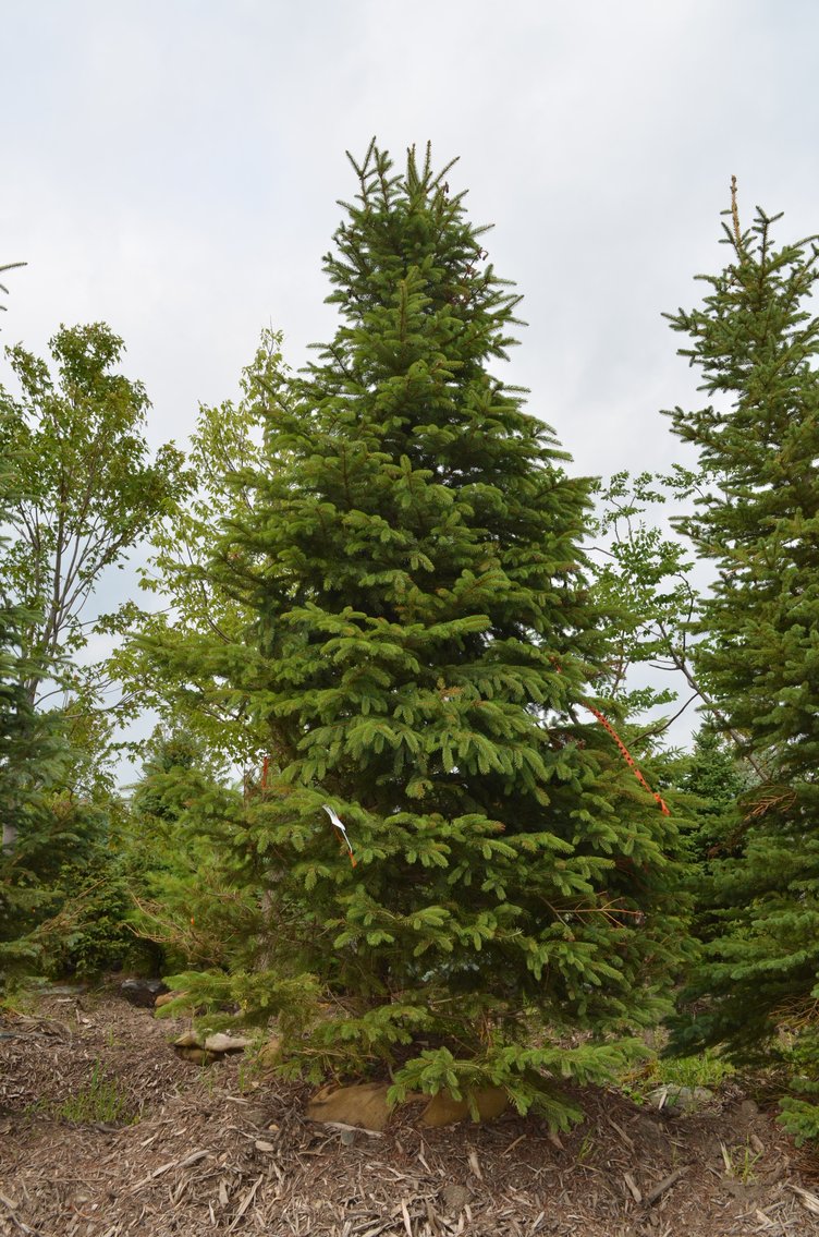 150+ Trees: Colorado Spring, Hackberry, Black Hill, White Pine + More (146199)