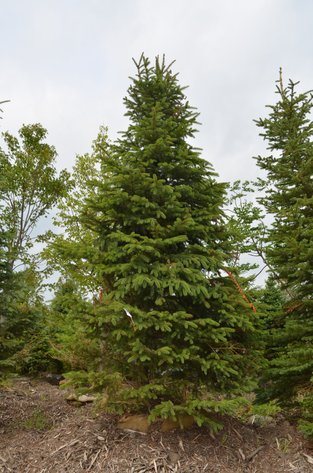 Image for 150+ Trees: Colorado Spring, Hackberry, Black Hill, White Pine + More (146199)