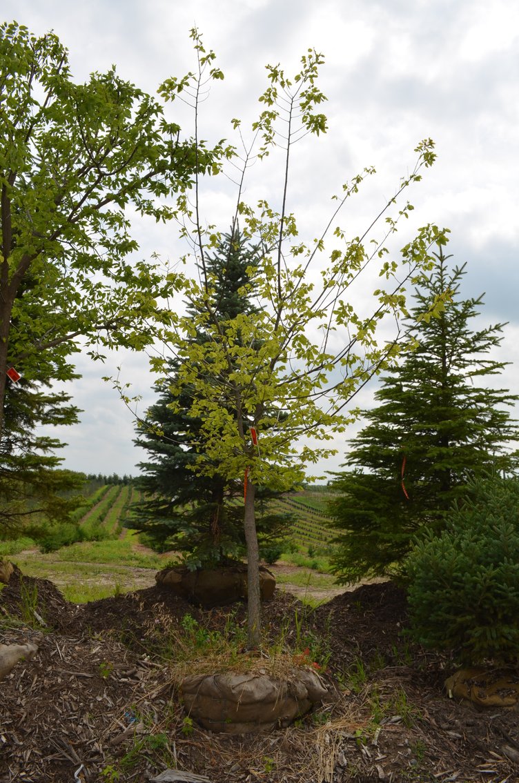 150+ Trees: Colorado Spring, Hackberry, Black Hill, White Pine + More (146199)