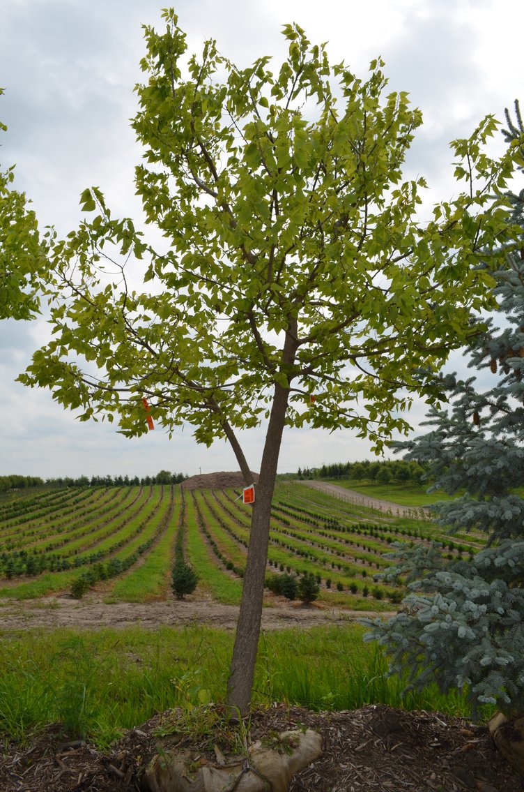 150+ Trees: Colorado Spring, Hackberry, Black Hill, White Pine + More (146199)