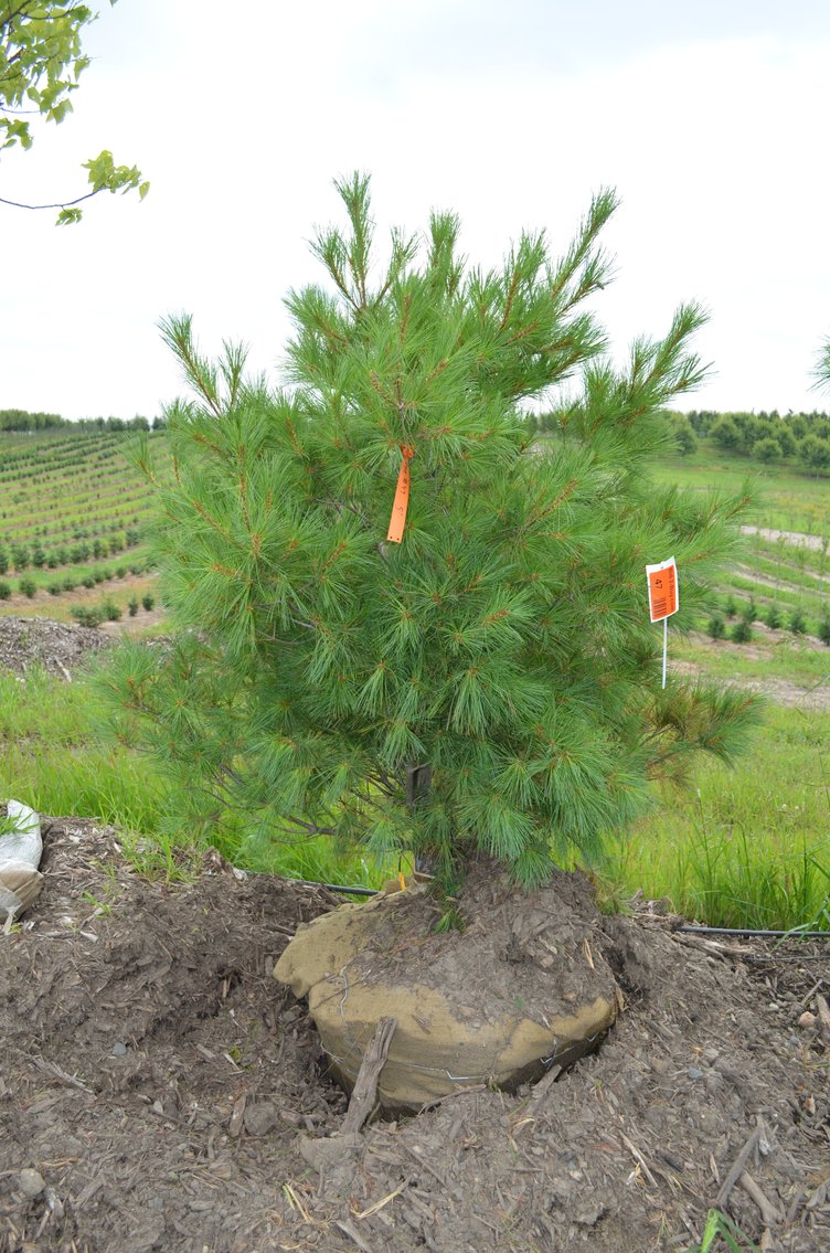 150+ Trees: Colorado Spring, Hackberry, Black Hill, White Pine + More (146199)