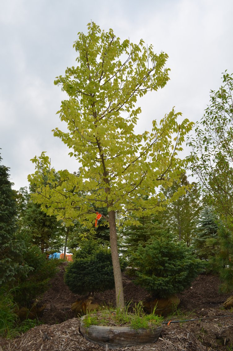 150+ Trees: Colorado Spring, Hackberry, Black Hill, White Pine + More (146199)