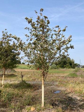 Image for Metro West Fall Tree Retirement Auction