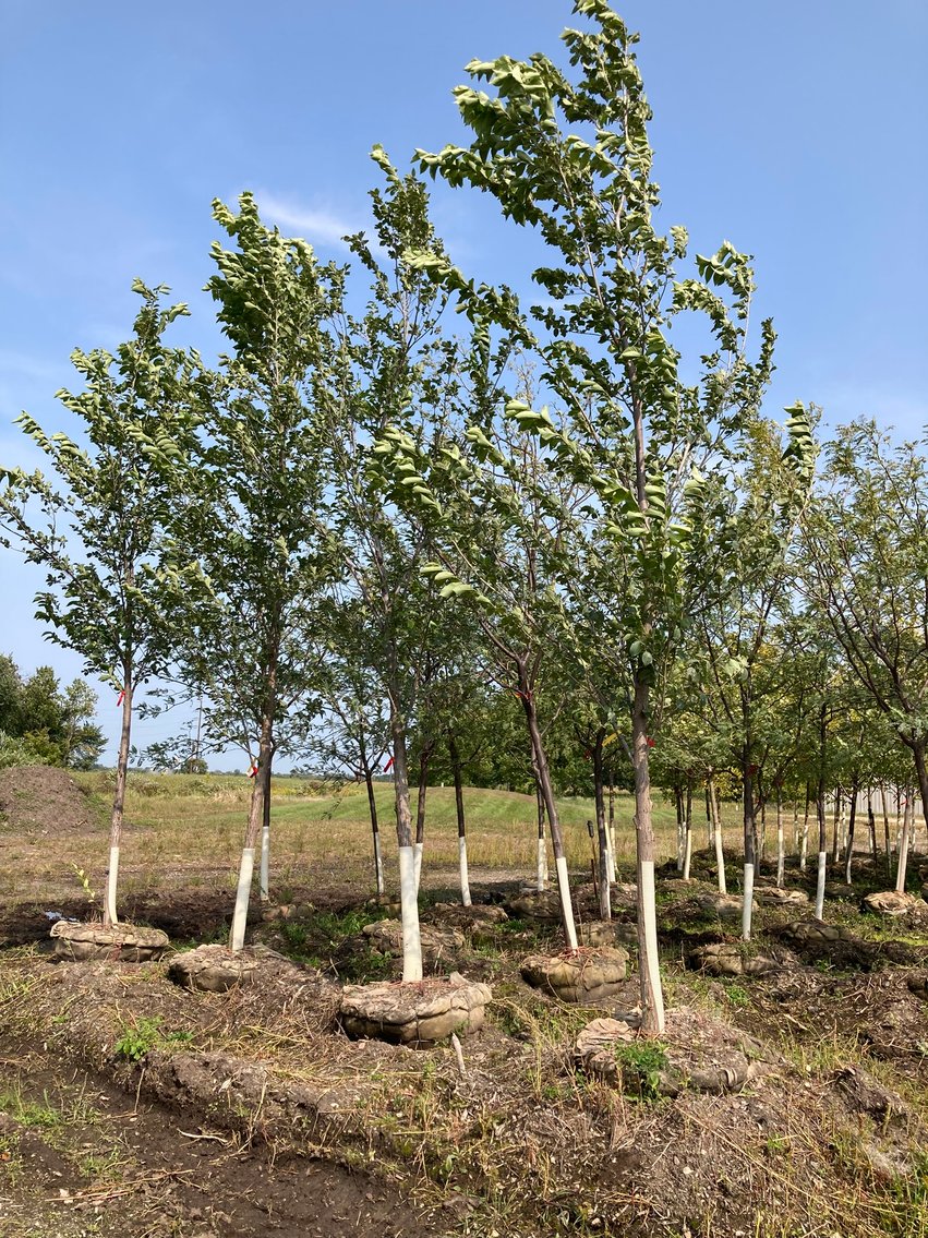 Metro West Fall Tree Retirement Auction