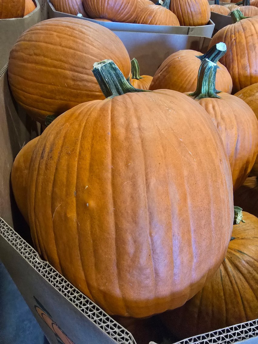 Pumpkin Harvest Auction: Bins & Semi Loads
