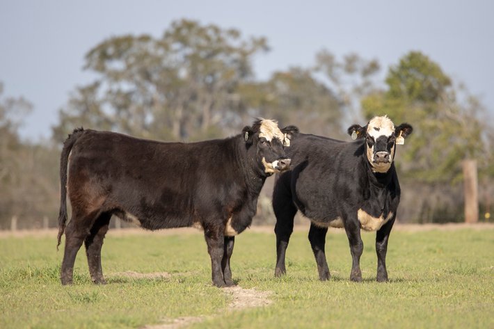 Image for Demo Cattle Auction