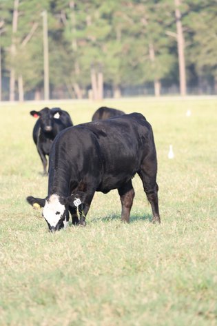 Image for Demo Cattle Auction