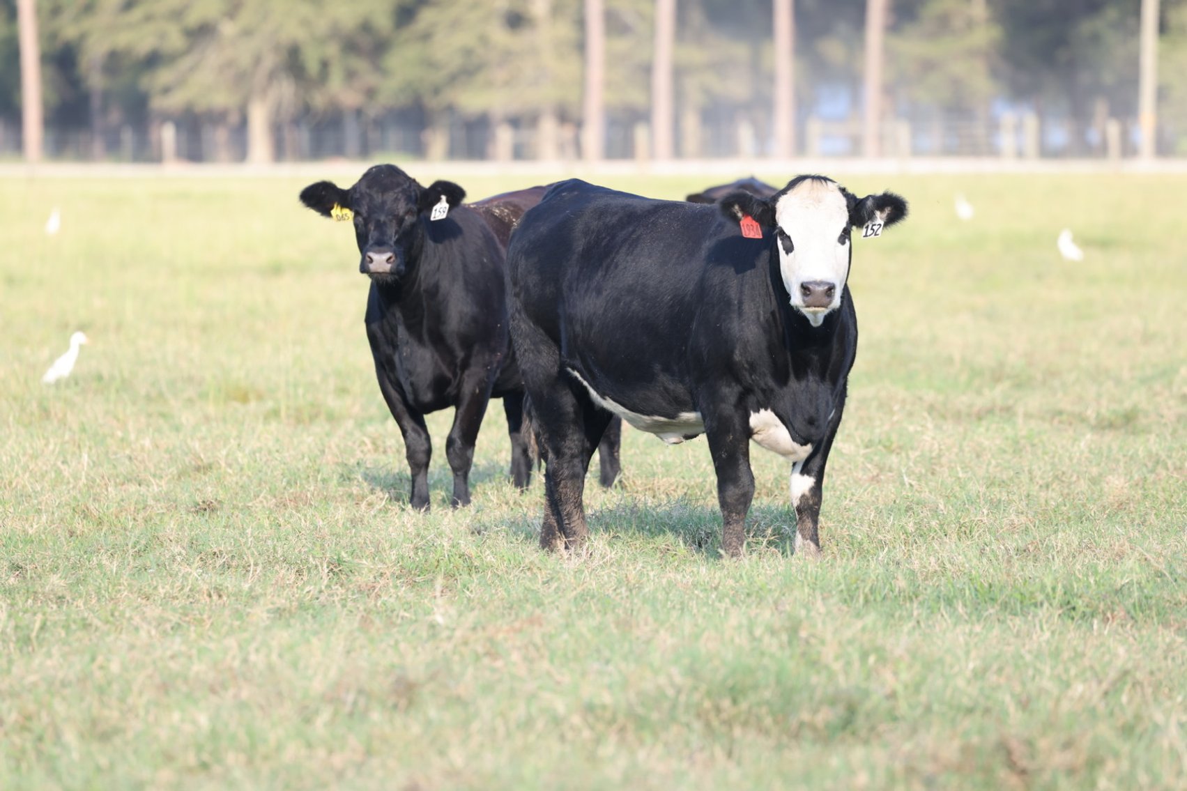 Image for Demo Cattle Auction