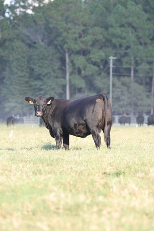 Image for Demo Cattle Auction
