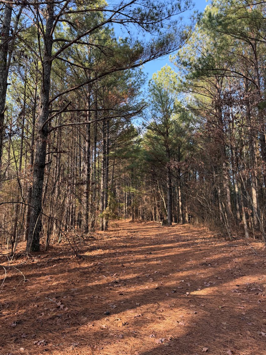 Image for ONLINE AUCTION!  200 Acres+/- Prime Hunting Land ~ Timberland ~ Cabin ~ Green Fields