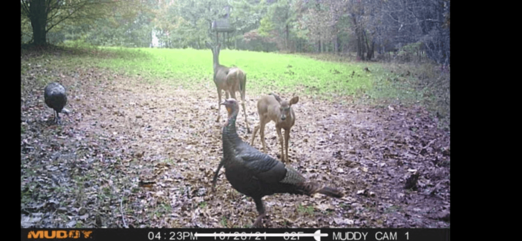 Image for ONLINE AUCTION!  200 Acres+/- Prime Hunting Land ~ Timberland ~ Cabin ~ Green Fields