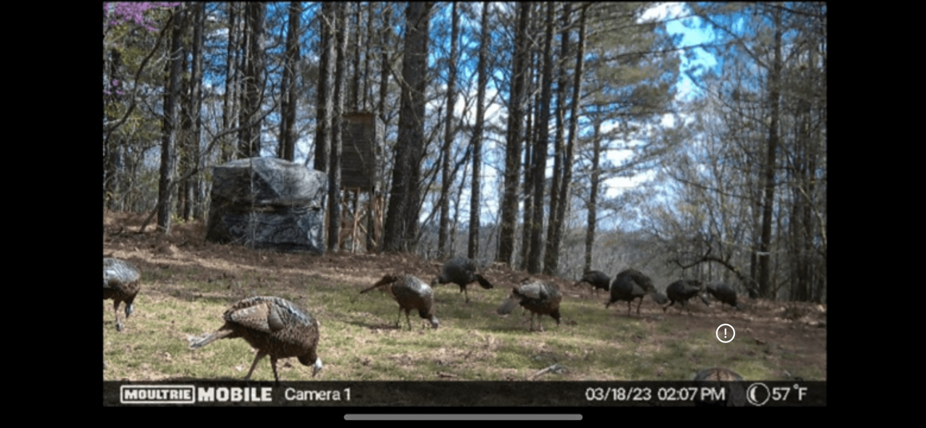 Image for ONLINE AUCTION!  200 Acres+/- Prime Hunting Land ~ Timberland ~ Cabin ~ Green Fields