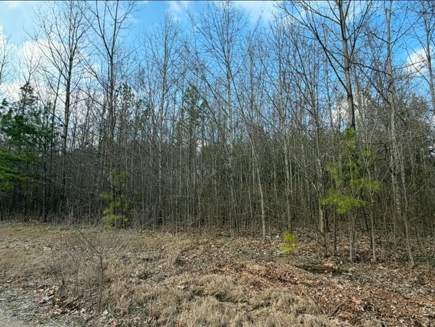 Image for ABSOLUTE ONLINE LAND AUCTION!  115.8 Acres+/- in 3 Tracts ~ 