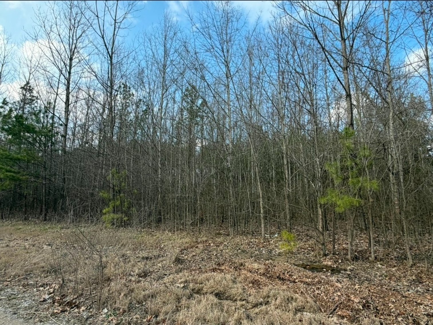 Image for ABSOLUTE ONLINE LAND AUCTION!  115.8 Acres+/- in 3 Tracts ~ 