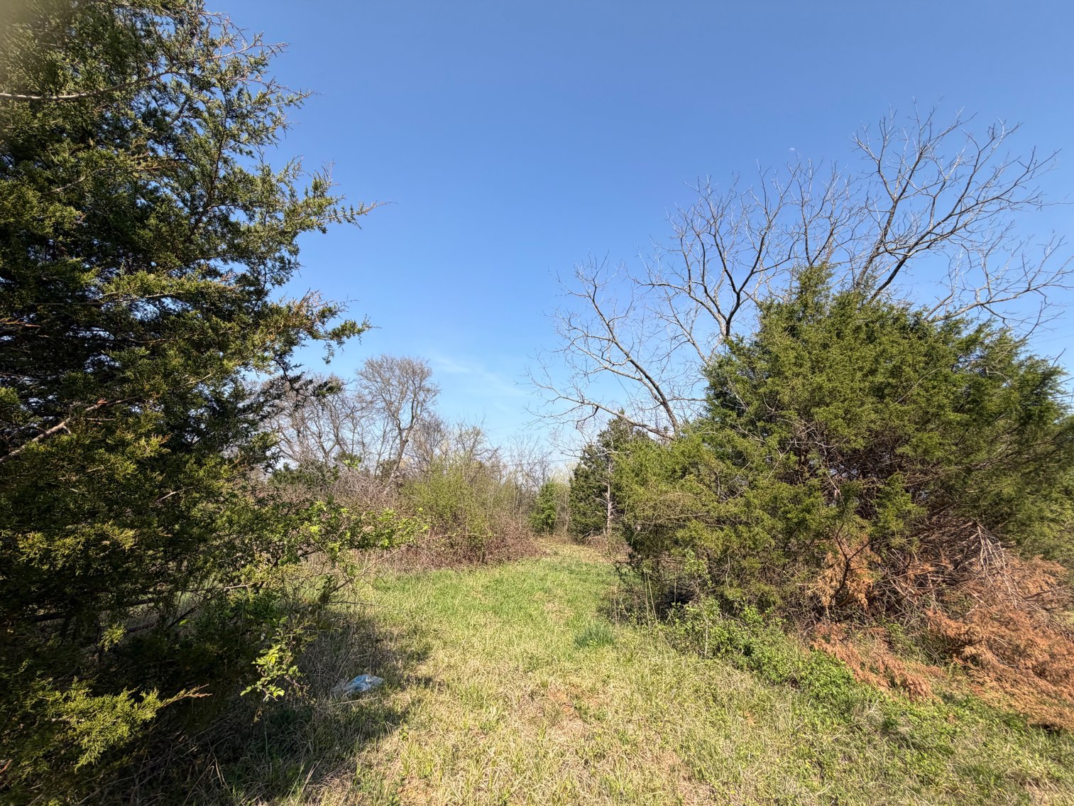 Image for Absolute Online Land Auction!  60 Acres+/- Mt. Hope, Alabama