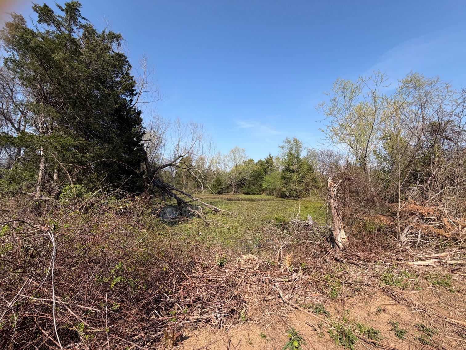 Image for Absolute Online Land Auction!  60 Acres+/- Mt. Hope, Alabama