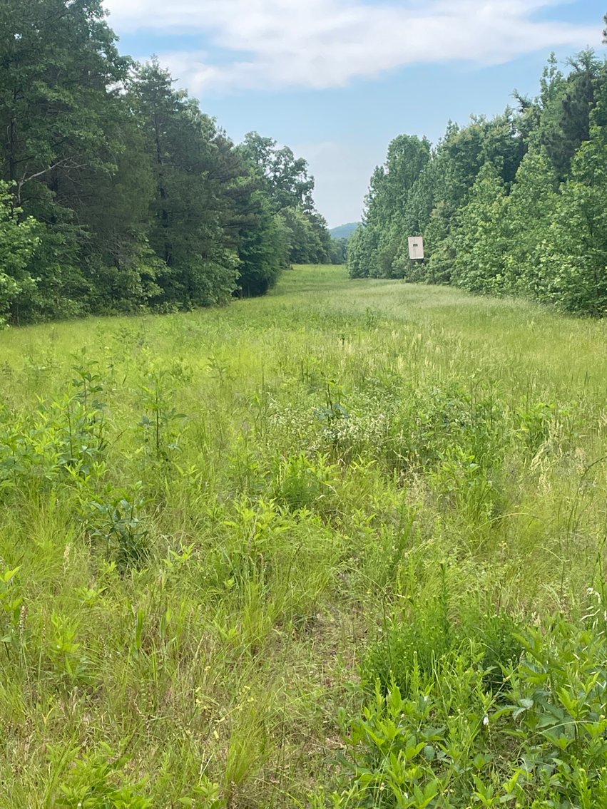 Image for Land Auction - 80+/- Acres Near Center Ridge, AR