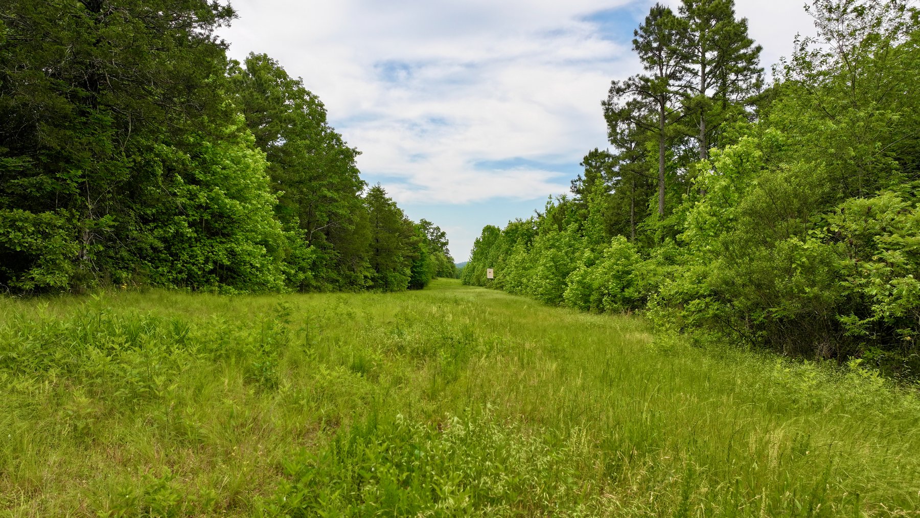 Image for Land Auction - 80+/- Acres Near Center Ridge, AR