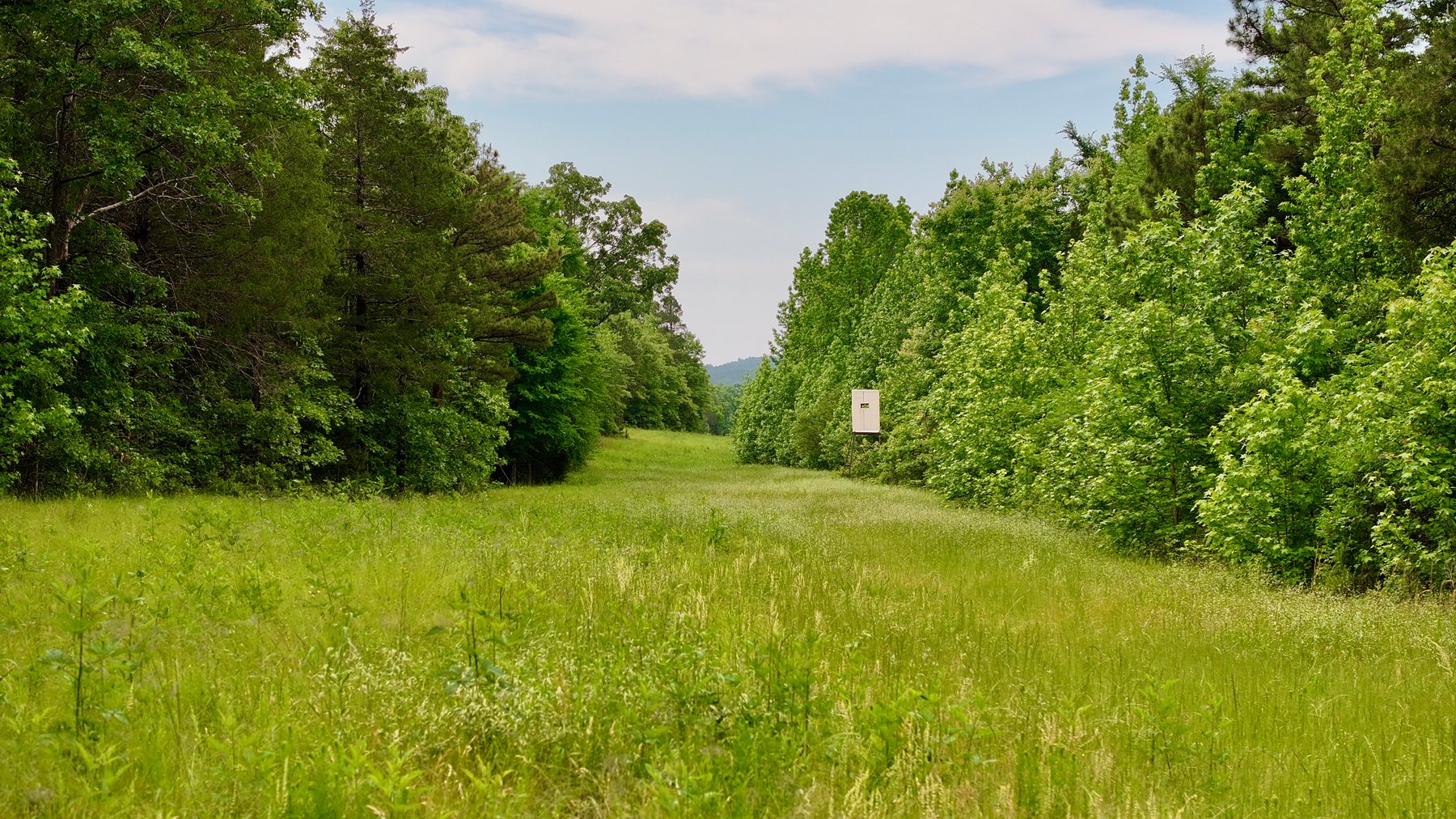 Image for Land Auction - 80+/- Acres Near Center Ridge, AR