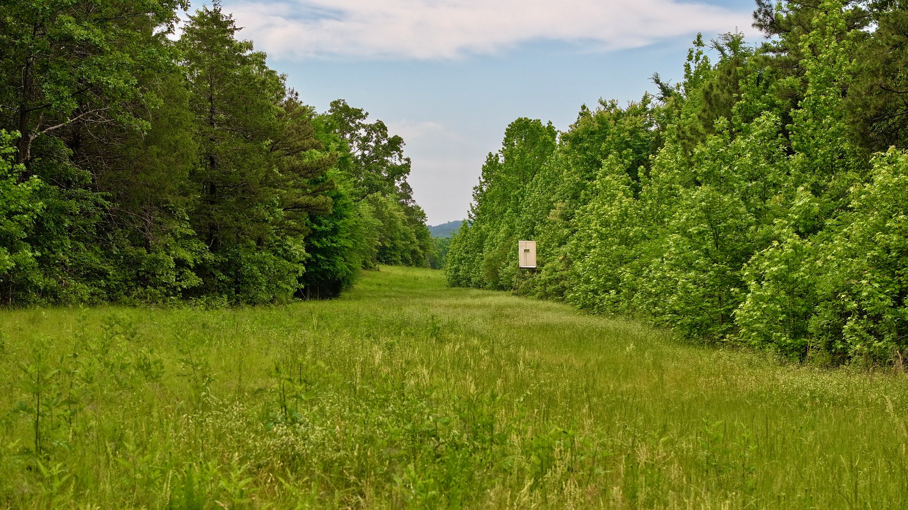 Image for Land Auction - 80+/- Acres Near Center Ridge, AR