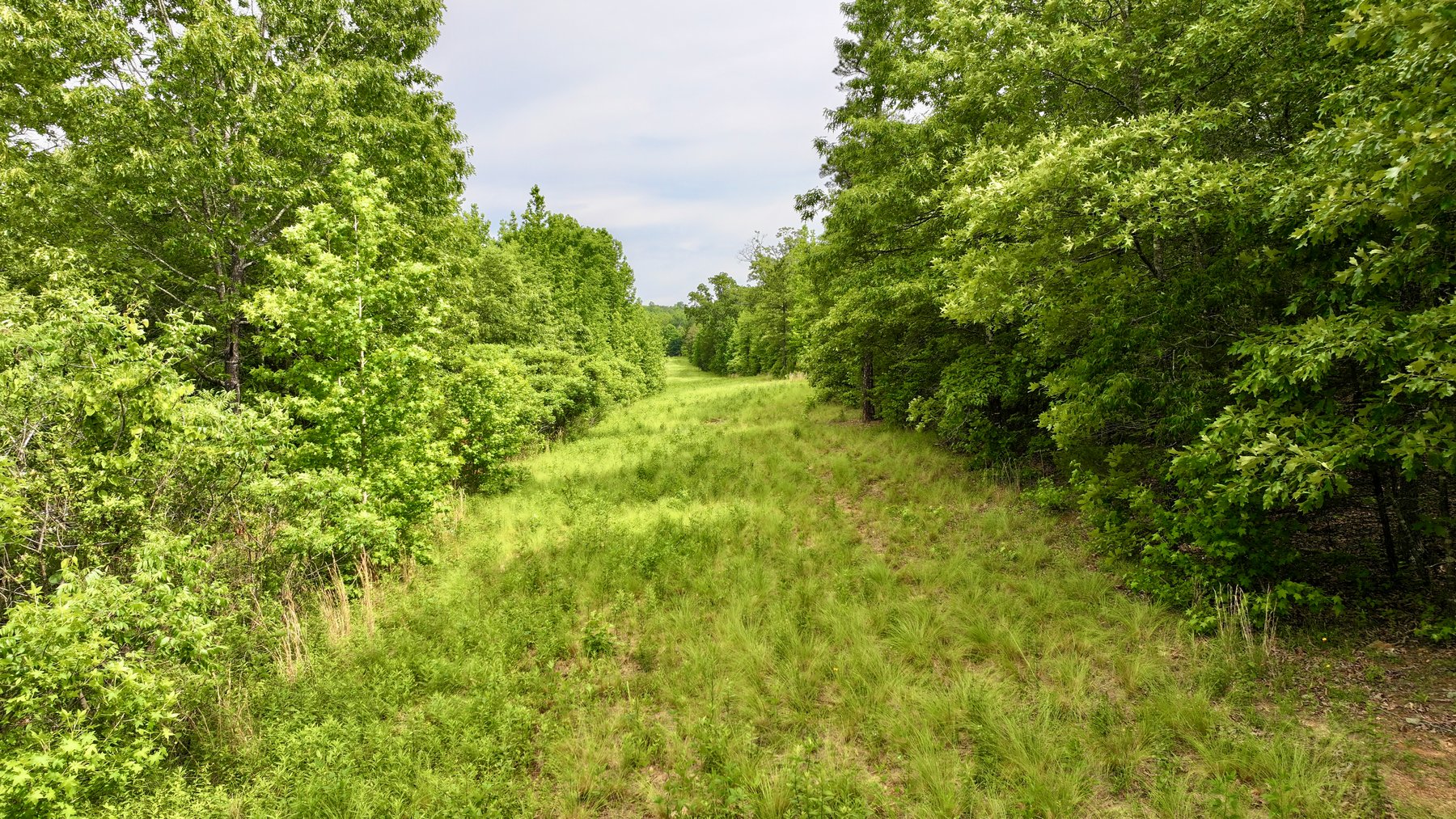 Image for Land Auction - 80+/- Acres Near Center Ridge, AR