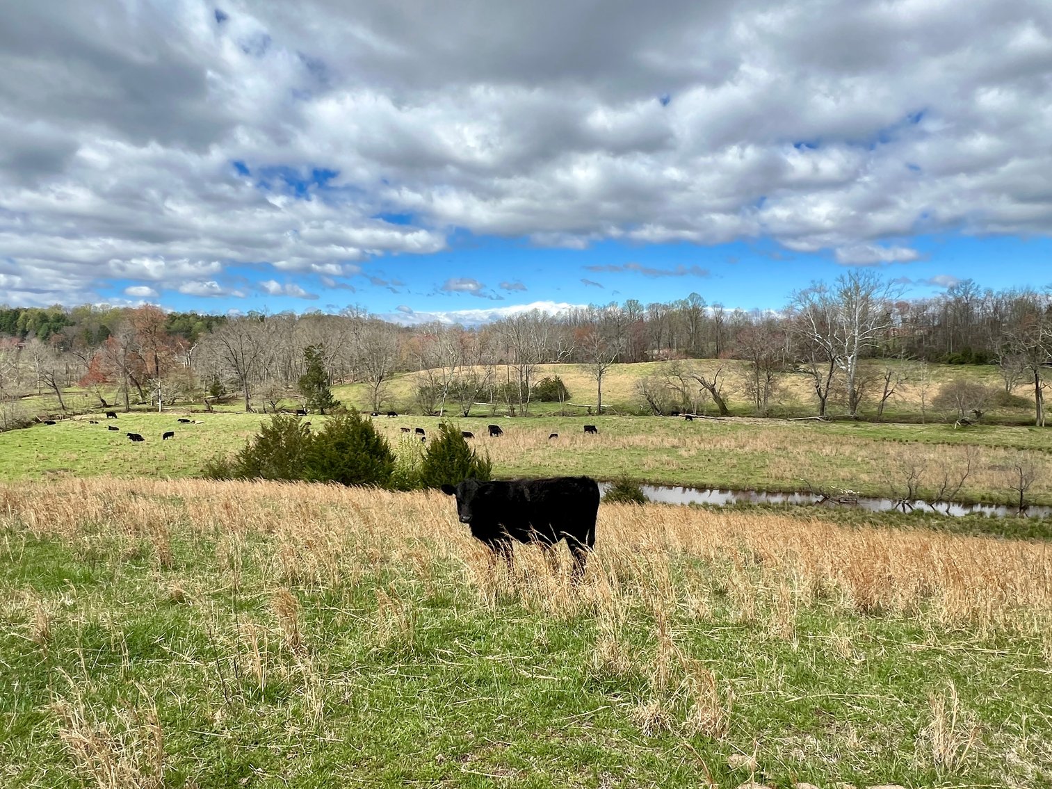 Image for 10 +/- Acre Parcel w/1,500' +/- of Road Frontage & Mountain Views in Culpeper County, VA--SELLING to the HIGHEST BIDDER!!