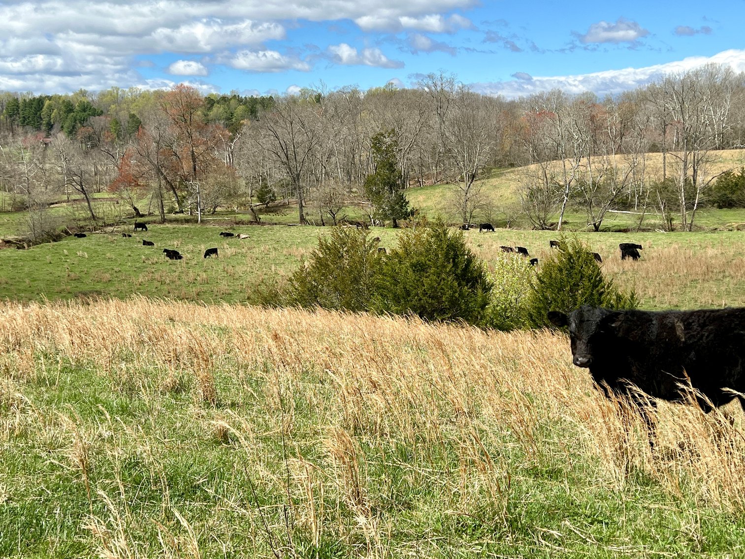 Image for 10 +/- Acre Parcel w/1,500' +/- of Road Frontage & Mountain Views in Culpeper County, VA--SELLING to the HIGHEST BIDDER!!