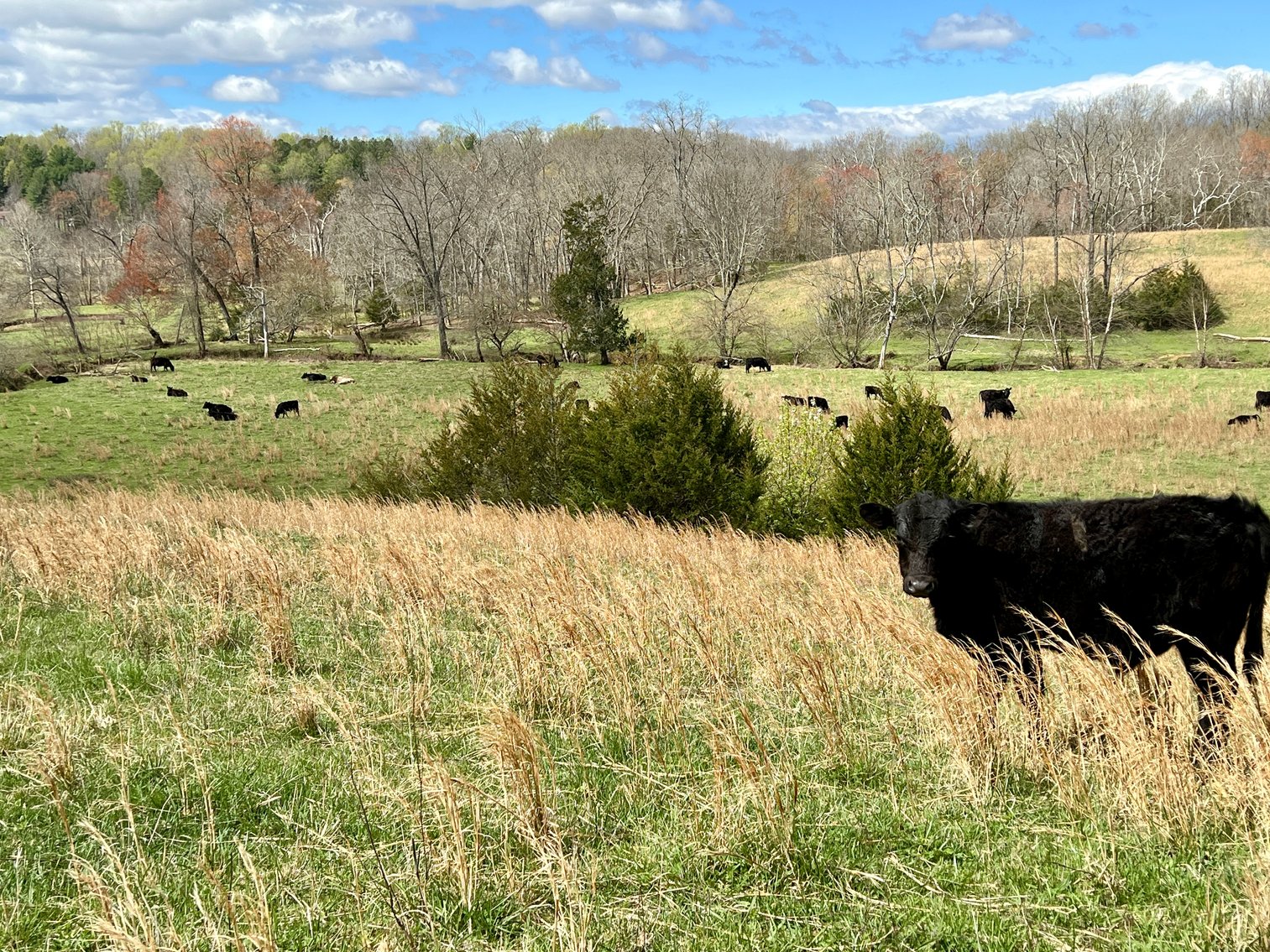 Image for 10 +/- Acre Parcel w/1,500' +/- of Road Frontage & Mountain Views in Culpeper County, VA--SELLING to the HIGHEST BIDDER!!