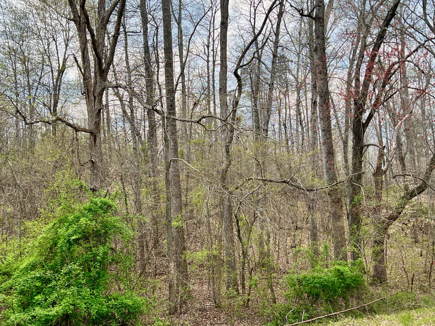 Image for 10.43 +/- Aces w/Large Barn & Well in Greene County, VA--SELLING to the HIGHEST BIDDER via ONLINE ONLY BIDDING!!