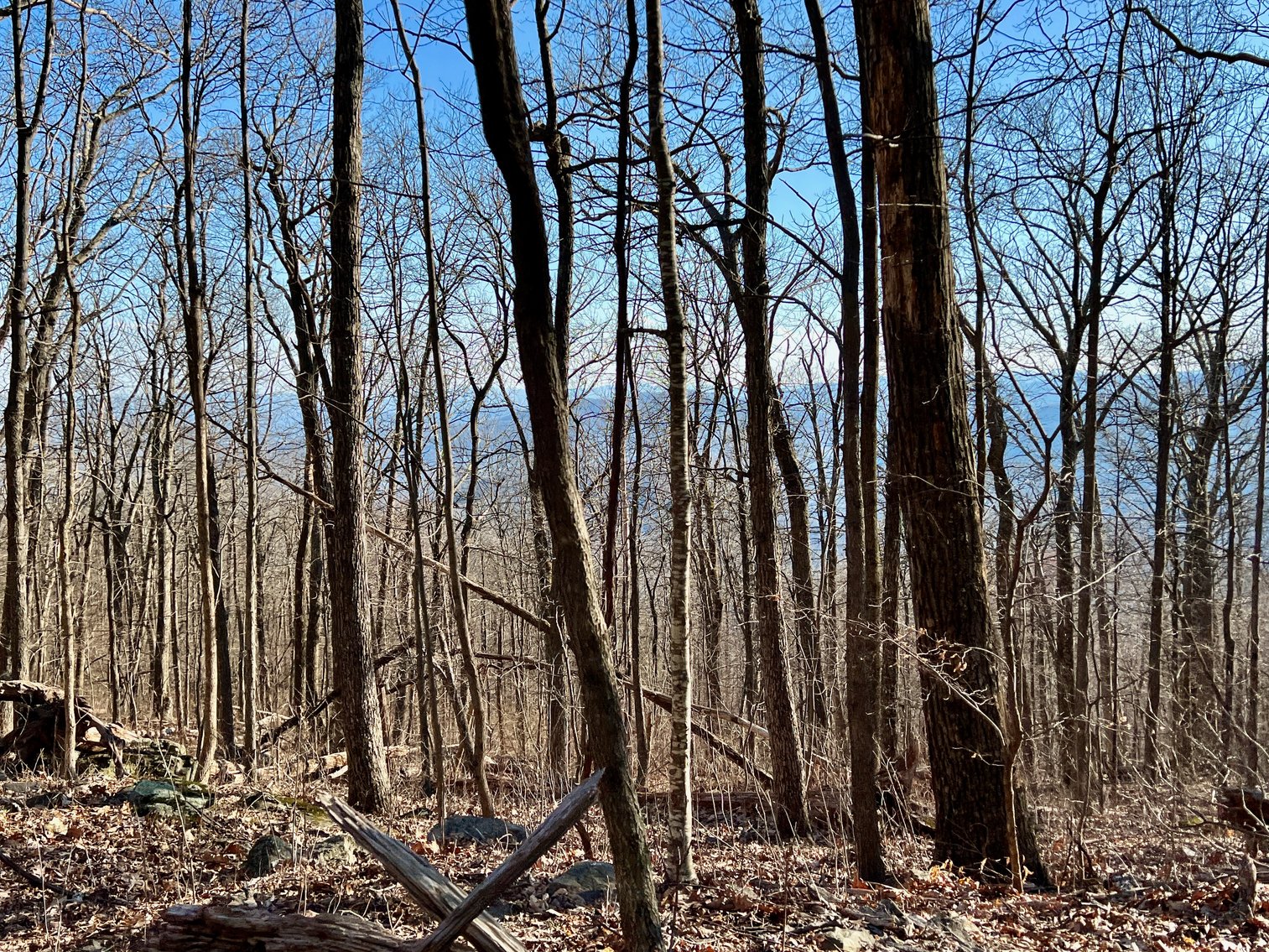 Image for 4 BR/1.5 BA Period Correct Relocated 1850's Log Cabin on 10 +/- Acres w/Amazing Mountain Views in Greene County, VA--ONLINE ONLY BIDDING!!