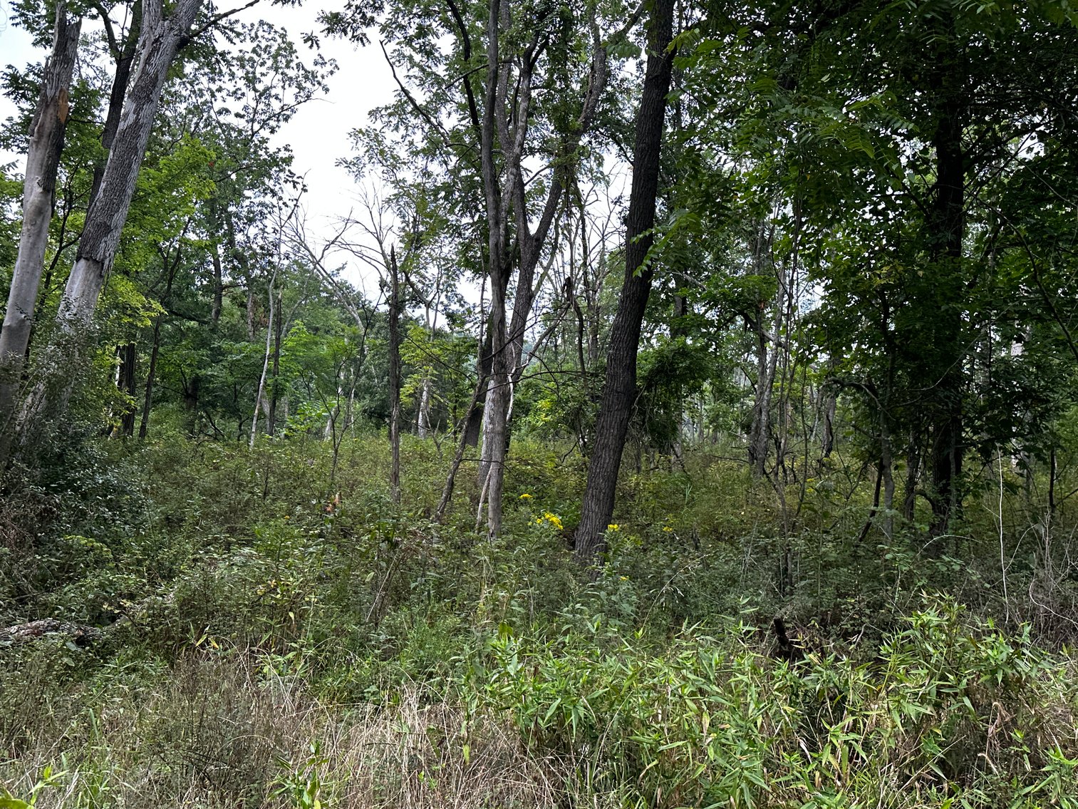 Image for 81 +/- Acre Land Parcel w/Spring House, Access Roads & Tons of Wildlife--Rockingham County, VA