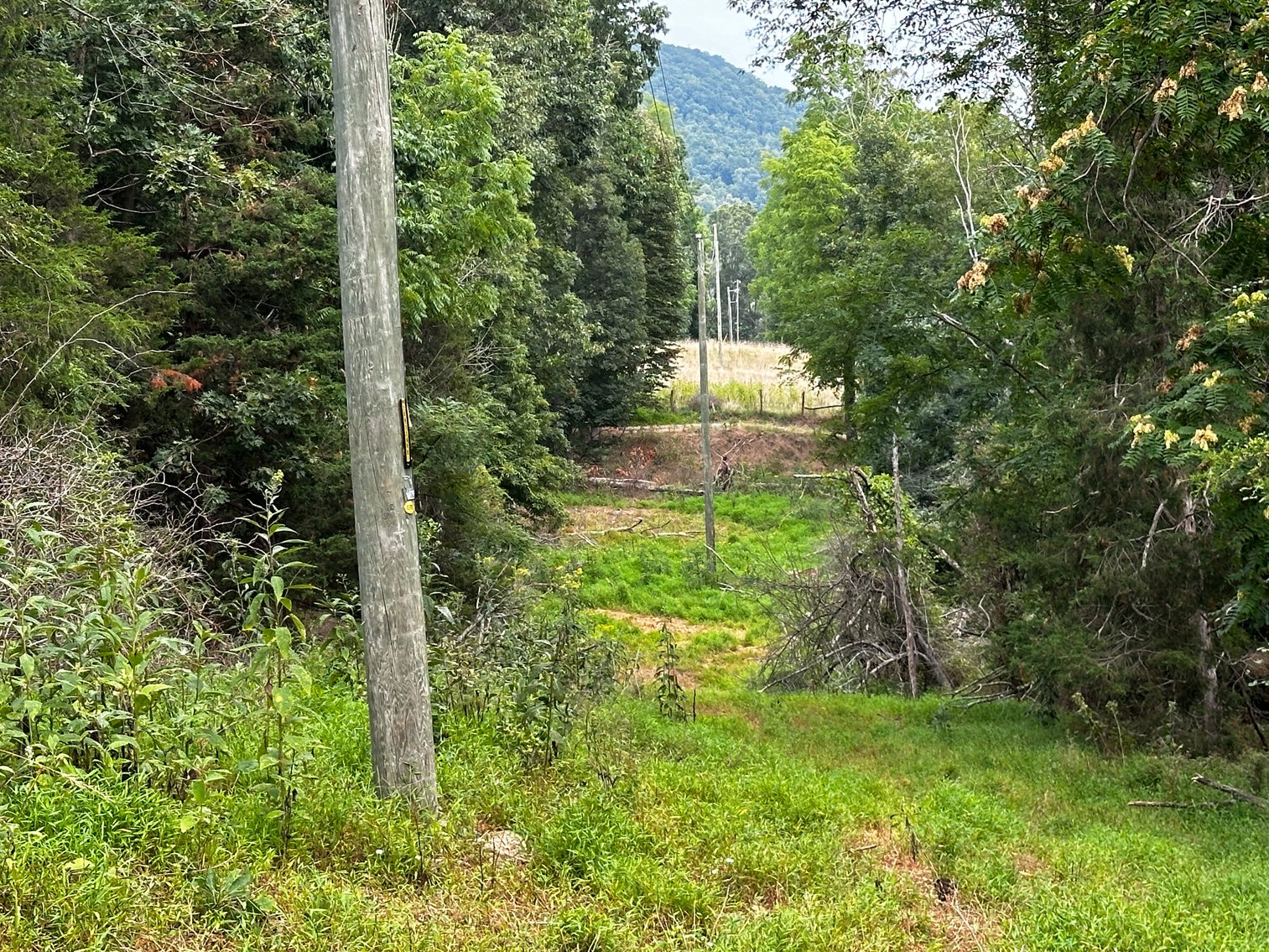 Image for 81 +/- Acre Land Parcel w/Spring House, Access Roads & Tons of Wildlife--Rockingham County, VA