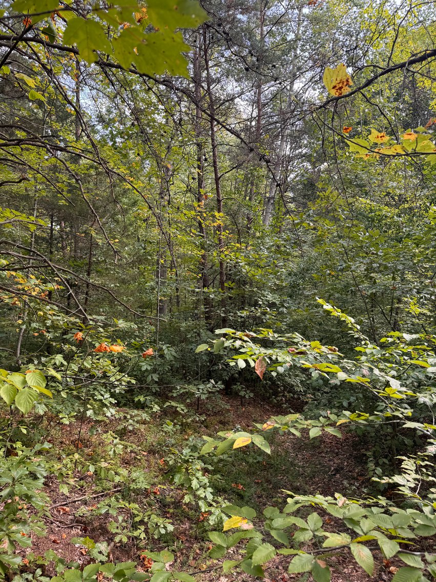 Image for 18.7 +/- Acres of Wooded Land w/530' +/- of Road Frontage in North Stafford County, VA--ONLINE ONLY BIDDING!!