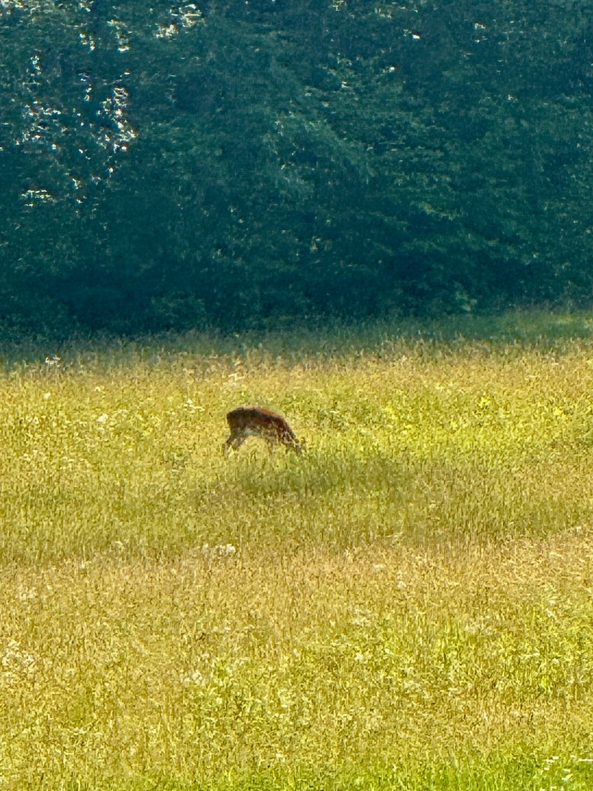 Image for 3 BR/3.5 BA Home w/Barn, Shop Building & Large Pond on 17.88 +/- Acres in Madison County, VA--SELLING to the HIGHEST BIDDER!!