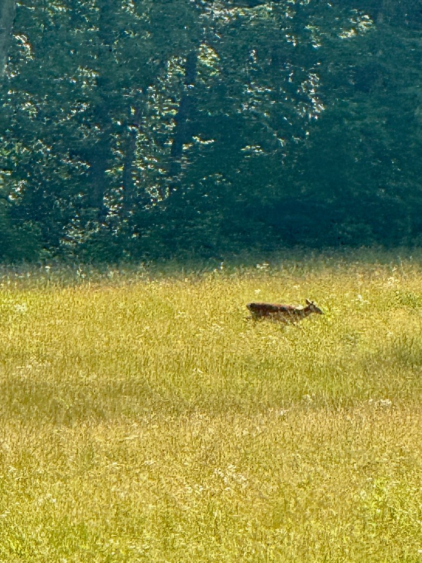 Image for 3 BR/3.5 BA Home w/Barn, Shop Building & Large Pond on 17.88 +/- Acres in Madison County, VA--SELLING to the HIGHEST BIDDER!!